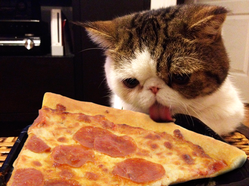 pizza-cat.png